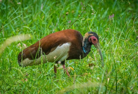 Crested ibis in the rainforests of Andasibe National Park in eastern Madagascar