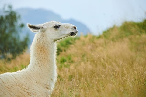 Llama (Lama glama) lying on a meadow in the mountains in tirol, Kitzbühel, Wildpark Aurach,