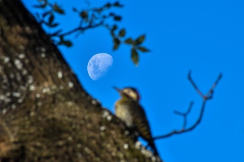 Rising moon with a defocussed green-barred woodpecker (Colaptes melanochloros), Buenos Aires,