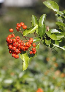 Firethorn (Pyracantha), with berries, North Rhine-Westphalia, Germany, Europe
