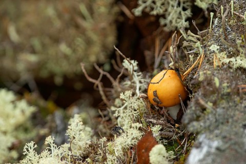 A small mushroom grows between patches, Reindeer lichen (Cladonia rangiferina), Close-up, Nature,