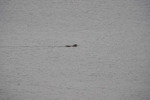 Nutria in a lake, March, Saxony, Germany, Europe