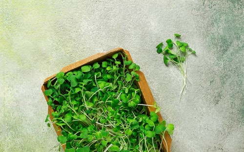 Fresh micro-greenery, in a paper container, top view, no people