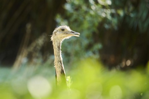 Greater rhea (Rhea americana), portrait, captive, distribution Africa