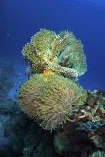 Magnificent sea anemone (Heteractis magnifica) and net fire coral, net fire coral (Millepora
