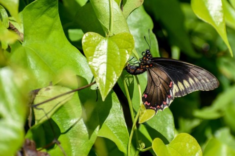Butterfly of the species Battus polydamas polydamas, seen in Buenos Aires, Argentina, South America