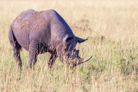 Black rhinoceros grazing grass on the savanna a hot day in the sun, Maasai Mara National Reserve,