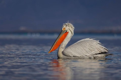 Dalmatian Pelican (Pelecanus crispus), swimming, orange throat pouch, Lake Kerkini, Greece, Europe