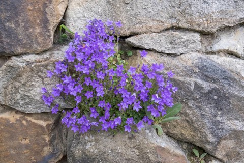 Dalmatian bellflower, wall bellflower or cushion bellflower (Campanula portenschlagiana), North