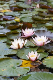 A group of water lilies (Nymphaeaceae) blooms on the surface of a still pond