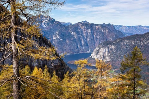 View from the slopes of the Dachstein mountains to Lake Hallstatt. Yellow larches. Autumn, good