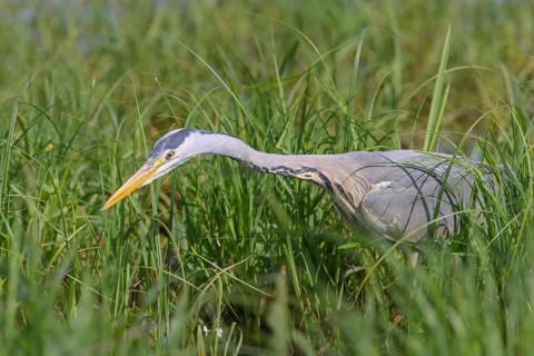 Grey heron (Ardea cinerea), also heron, hunting, fishing, sunrise, shallow water zone, shore zone,