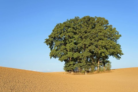 Group of trees, oak trees (Quercus) on a field, blue sky, North Rhine-Westphalia, Germany, Europe
