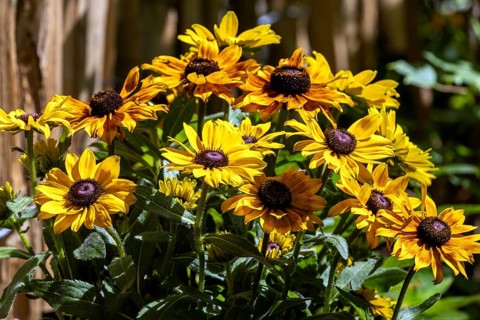 Rauher Sonnehut (Rudbeckia hirta), yellow flowering, Baden-Württemberg, Germany, Europe