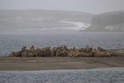 Walrus (Odobenus rosmarus), walrus, Ardneset headland, Svalbard and Jan Mayen archipelago, Norway,