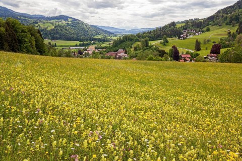 Meadow with wildflowers, near Oberstaufen, Oberallgäu, Bavaria, Germany, Europe