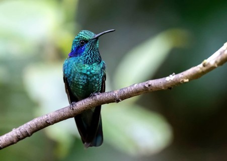 Mountain Violet-eared Hummingbird (Colibri cyanotus) sitting on a branch, Monteverde Cloud Forest,