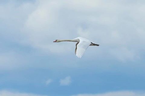 Swan (Cygnus) in flight in a cloudy sky, Lake Neusiedl National Park, Burgenland, Austria, Europe