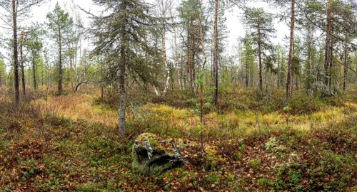 Autumn forest floor, tundra, Lapland, Finland, Europe