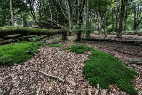 Moss cushion (Polytrichum formosum) in beech forest (Fagus sylvatica), Emsland, Lower Saxony,