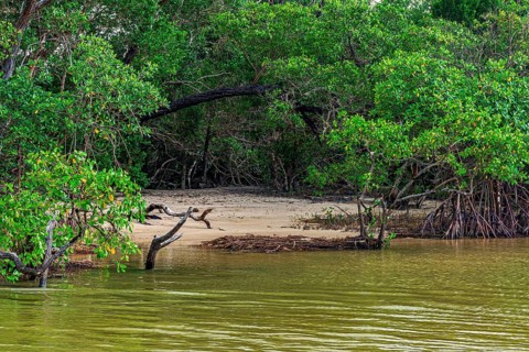 Small beach surrounded by mangrove vegetation in Serra Grande, Bahia