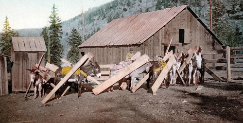 Donkeys loaded with lumber, Colorado, United States of America, USA, digitally restored