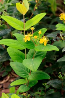 Sweet-amber (Hypericum androsaemum), flower, flowering, Germany, Europe