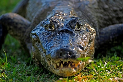 Spectacled caiman (Caiman yacare), adult, on land, portrait, Pantanal, Brazil, South America