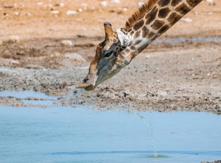 Angolan giraffe (Giraffa giraffa angolensis) drinking, with upturned lip, funny, animal portrait,