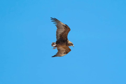 Bateleur (Terathopius ecaudatus), juvenile in flight against a blue sky, Etosha National Park,