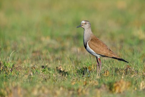 Black-winged Lapwing, (Vanellus melanopterus), Midmar Nature Reserve, Howick, KwaZulu-Natal, South