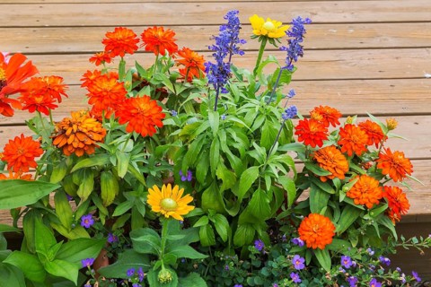 Close-up of orange Zinnia, yellow Rudbeckia hirta, Coneflower and Bacopa, Water Hyssop growing in
