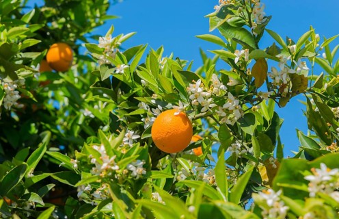 Orange surrounded by white blossoms on a branch in front of a bright blue sky, orange trees near