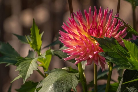 Pink and yellow dahlia variety: Daleko Jupiter blooming in a public garden. Close-up dahlias,