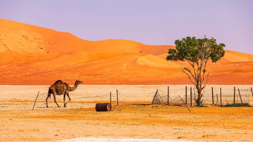 A camel (Camelidae) trots to an oasis in the Rub al Khali desert, Dhofar province, Arabian