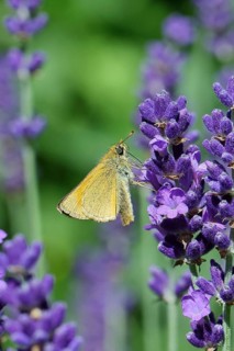 Large skipper (Ochlodes venatus), collecting nectar from a flower of Common lavender (Lavandula