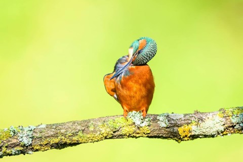 Common kingfisher (Alcedo atthis) sitting on a branch doing plumage care with autumncolours,