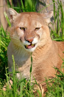 Cougar (Felis concolor), adult, portrait, hissing, angry, Minnesota, USA, North America