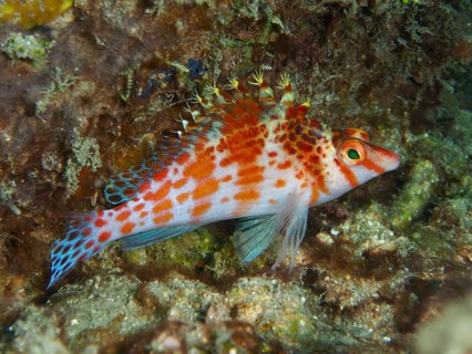 Dwarf Hawkfish (Cirrhitichthys falco) in a structured underwater landscape, dive site Spice Reef,