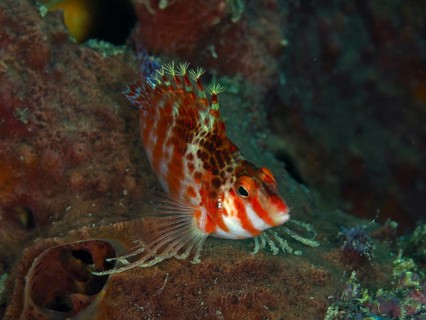 Close-up of Dwarf Hawkfish (Cirrhitichthys falco) with filigree appearance, dive site Spice Reef,