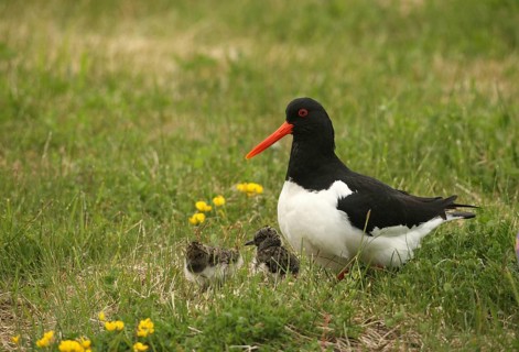 Oystercatcher (Haematopus ostralegus) with a few days old chicks, Lofoten, Norway, Scandinavia,