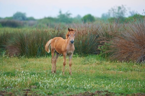 Camargue horse foal stands on the meadow and looks into the camera, Summer, Camargue, France,