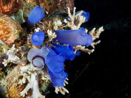 Group of Blue Sea Squirts (Clavelina coerulea) and corals in the ocean, dive site Prapat,