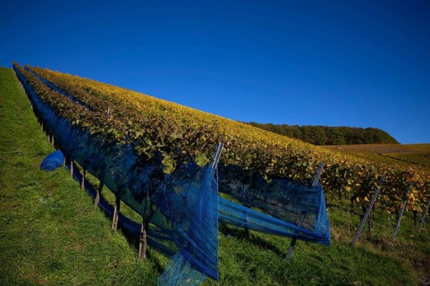 Grape net, blue foil, protective foil, vineyard, vines, grapevines, viticulture, autumn colouring,