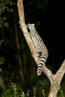 Common genet (Genetta genetta), climbing on a tree wildlife in a forest, Montseny National Park,
