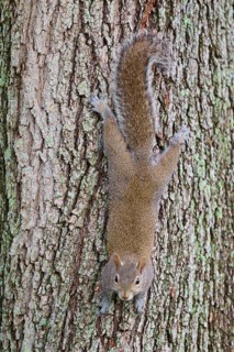 American grey squirrel (Sciurus carolinensis), climbing headfirst down a tree trunk, Pembroke