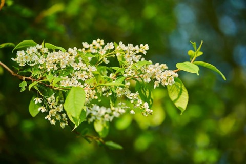 Bird cherry, hackberry, hagberry or Mayday tree (Prunus padus), blooming, Bavaria, Germany, Europe