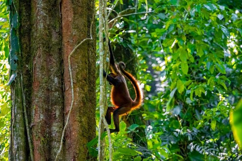 Geoffroy's spider monkey (Ateles geoffroyi) climbing a tree in the jungle, Tortuguero National