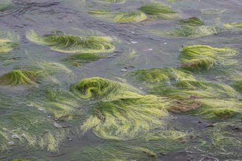 Rock filamentous algae (Cladophora rupestris on rocks in the Baltic Sea, Mecklenburg-Vorpommern,