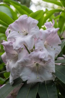 Rhododendron flower (Rhododendron Loderi Venus), Emsland, Lower Saxony, Germany, Europe